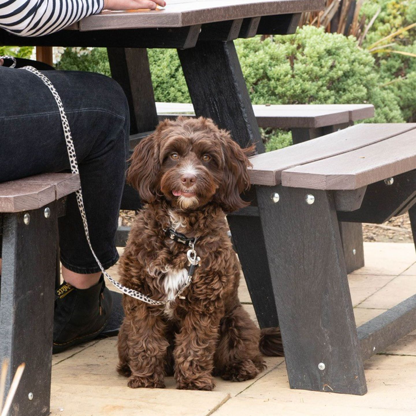 Your local dog friendly pub in Swindon